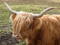 The Locals